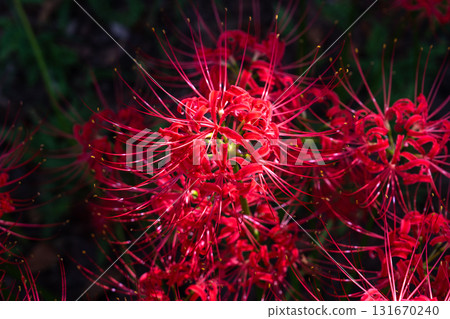 [埼玉縣] 紅蜘蛛百合地毯/金澤田文殊沙卡公園 131670240