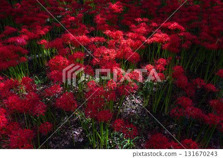 [埼玉縣] 紅蜘蛛百合地毯/金澤田文殊沙卡公園 131670243