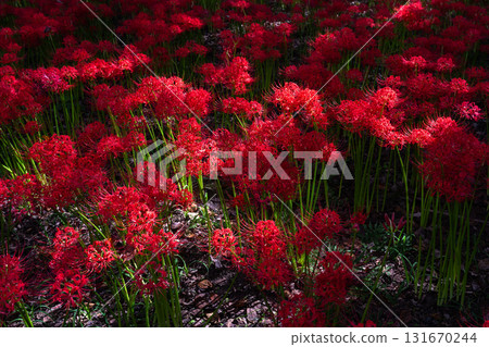 Saitama Prefecture: A carpet of red spider lilies at Kinchakuda Manjushage Park 131670244