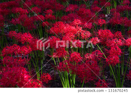 [埼玉縣] 紅蜘蛛百合地毯/金澤田文殊沙卡公園 131670245