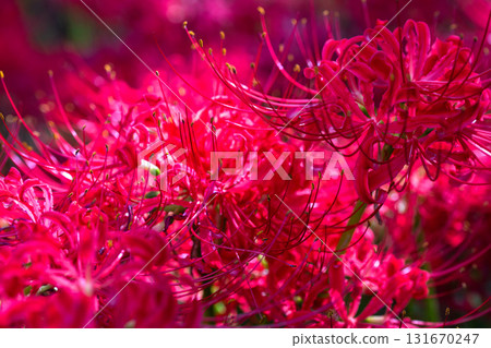 [埼玉縣] 紅蜘蛛百合地毯/金澤田文殊沙卡公園 131670247