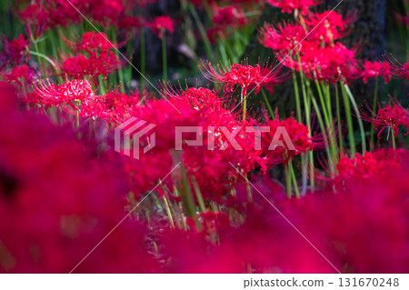 [埼玉縣] 紅蜘蛛百合地毯/金澤田文殊沙卡公園 131670248