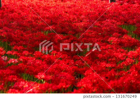 Saitama Prefecture: A carpet of red spider lilies at Kinchakuda Manjushage Park 131670249