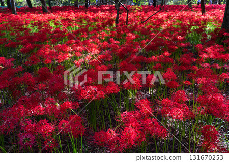 Saitama Prefecture: A carpet of red spider lilies at Kinchakuda Manjushage Park 131670253