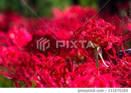 [埼玉縣] 紅蜘蛛百合地毯/金澤田文殊沙卡公園 131670260