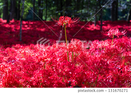 [埼玉縣] 紅蜘蛛百合地毯/金澤田文殊沙卡公園 131670271