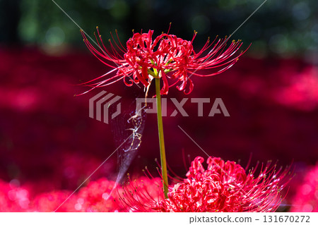 Saitama Prefecture: A carpet of red spider lilies at Kinchakuda Manjushage Park 131670272