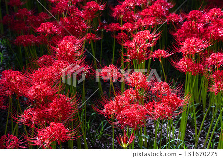 Saitama Prefecture: A carpet of red spider lilies at Kinchakuda Manjushage Park Saitama Prefecture: A carpet of red spider lilies at Kinchakuda Manjushage Park 131670275
