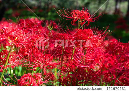 Saitama Prefecture: A carpet of red spider lilies at Kinchakuda Manjushage Park 131670281