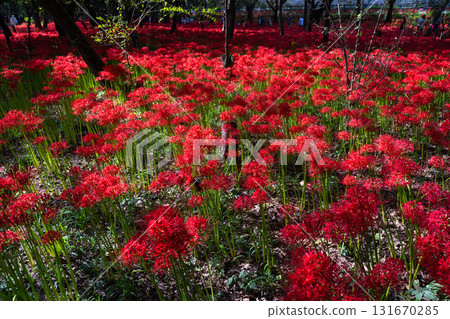 Saitama Prefecture: A carpet of red spider lilies at Kinchakuda Manjushage Park 131670285
