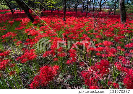 Saitama Prefecture: A carpet of red spider lilies at Kinchakuda Manjushage Park 131670287
