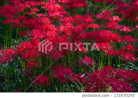 [埼玉縣] 紅蜘蛛百合地毯/金澤田文殊沙卡公園 131670293