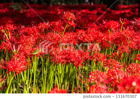 Saitama Prefecture: A carpet of red spider lilies at Kinchakuda Manjushage Park 131670307