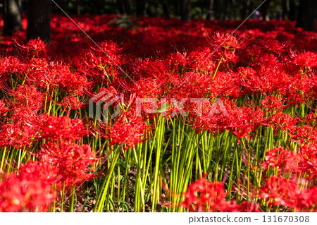 [埼玉縣] 紅蜘蛛百合地毯/金澤田文殊沙卡公園 131670308