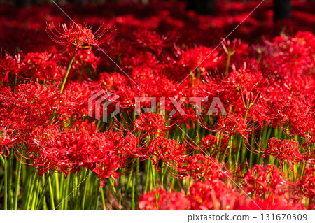 [埼玉縣] 紅蜘蛛百合地毯/金澤田文殊沙卡公園 131670309