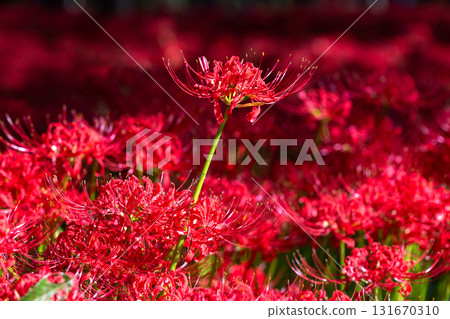 [埼玉縣] 紅蜘蛛百合地毯/金澤田文殊沙卡公園 131670310