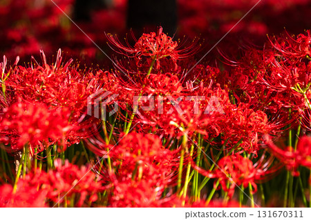 [埼玉縣] 紅蜘蛛百合地毯/金澤田文殊沙卡公園 131670311