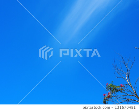 Clouds that look like they were painted with a brush and red rowan berries (afp1・20250924093241) 131670481