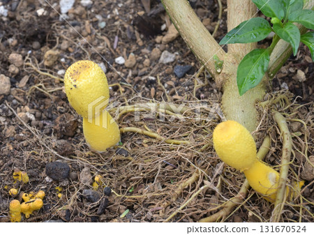 Lucky mushroom with its umbrella open 131670524