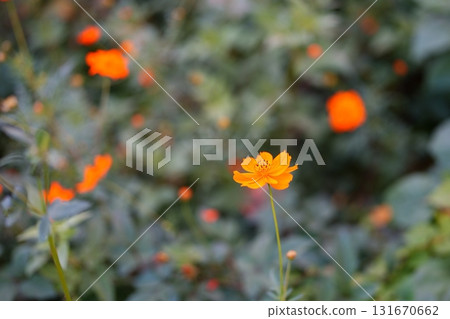 Cosmos flowers 131670662