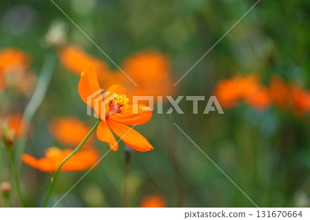 Cosmos flowers 131670664