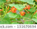 Plant: Convolvulaceae 131670694
