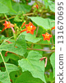 Plant: Convolvulaceae 131670695