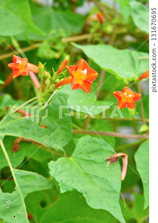Plant: Convolvulaceae 131670695