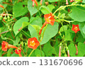 Plant: Convolvulaceae 131670696