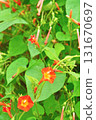 Plant: Convolvulaceae 131670697