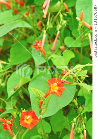 Plant: Convolvulaceae 131670697