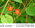 Plant: Convolvulaceae 131670698