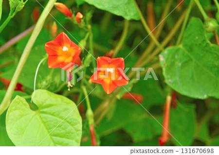 植物：旋花科 131670698