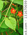 Plant: Convolvulaceae 131670699