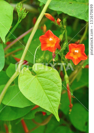 Plant: Convolvulaceae 131670699