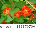 Plant: Convolvulaceae 131670700