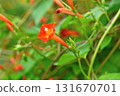 Plant: Convolvulaceae 131670701