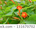 Plant: Convolvulaceae 131670702