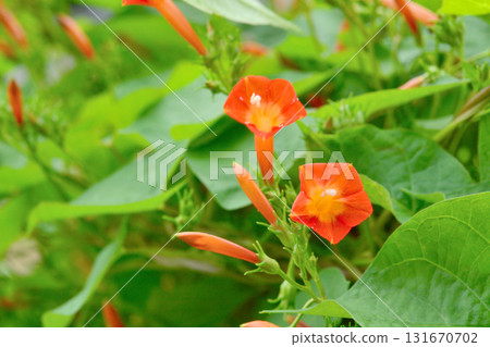 Plant: Convolvulaceae 131670702