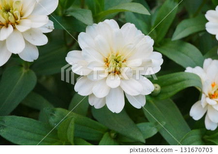 A summer garden with white zinnia flowers blooming. A photo of the pure flowers that stand out against the green leaves. 131670703