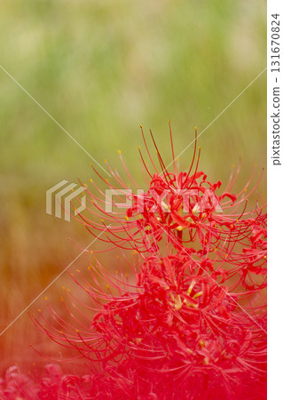 夢幻般的紅花彼岸花圖片，背景虛化 131670824