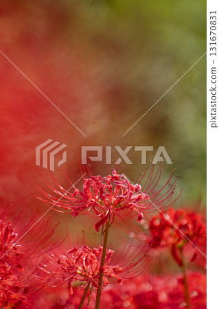 A fantastical image of red spider lilies with a blurred background A fantastical image of red spider lilies with a blurred background 131670831