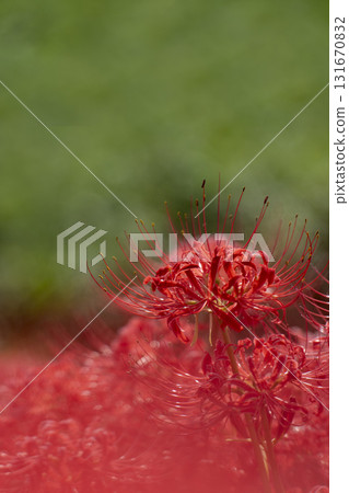 A fantastical image of red spider lilies with a blurred background A fantastical image of red spider lilies with a blurred background 131670832