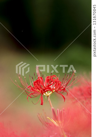 夢幻般的紅花彼岸花圖片，背景虛化 131670845