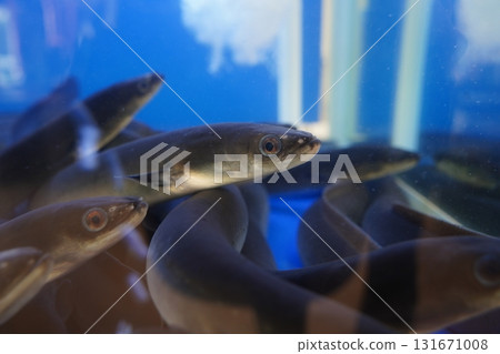 Live Eels in a Water Tank at Fish Market 131671008