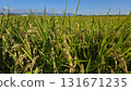 Autumn scenery: ripening rice 2 131671235