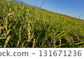 Autumn scenery: ripening rice 3 131671236