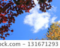 Yellow leaves, autumn leaves and blue sky 131671293
