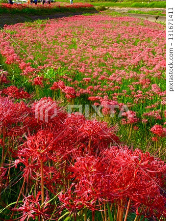 Cluster amaryllis in full bloom (Yakatsu River bank, Handa City, Aichi Prefecture) 131671411