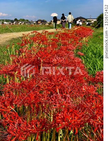 Cluster amaryllis in full bloom (Yakatsu River bank, Handa City, Aichi Prefecture) 131671412
